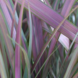 Lin de nouvelle Zélande 'Jester' / Phormium tenax Jester